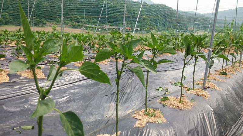 ��õ �����ٵ����� 2017��