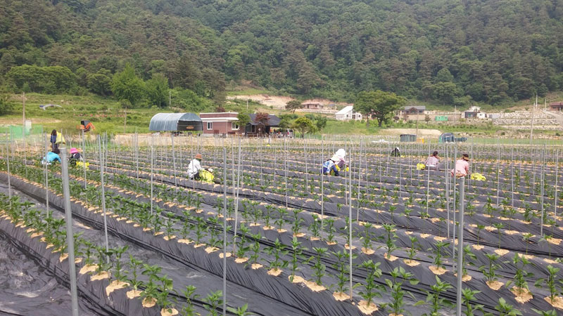 ��õ �����ٵ����� 2017��