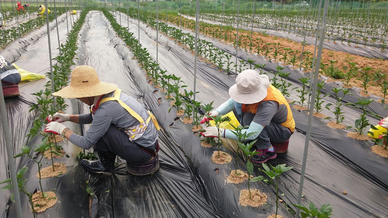 ��õ �����ٵ����� 2017��