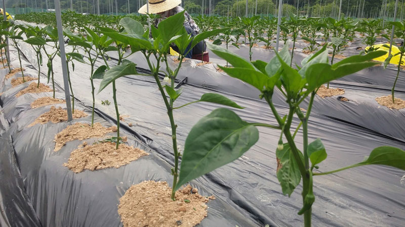 ��õ �����ٵ����� 2017��