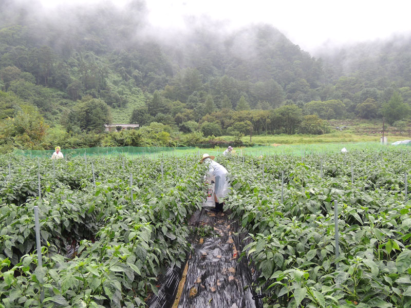 ��õ ���߿�� 2017��