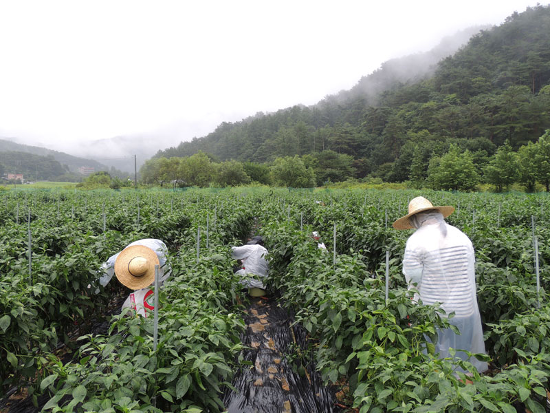 ��õ ���߿�� 2017��