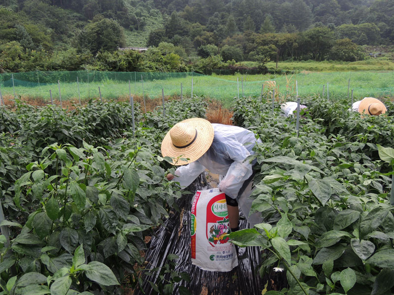 ��õ ���߿�� 2017��