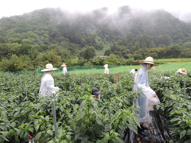 ��õ ���߿�� 2017��