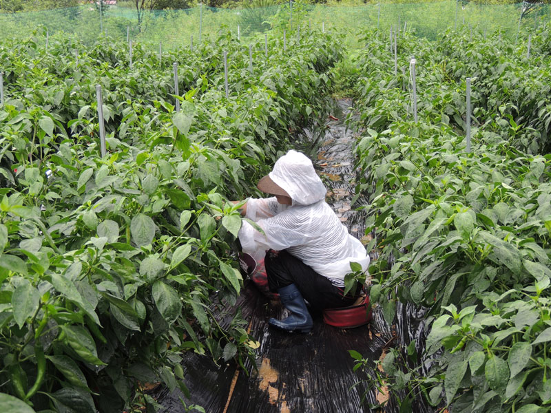 ��õ ���߿�� 2017��