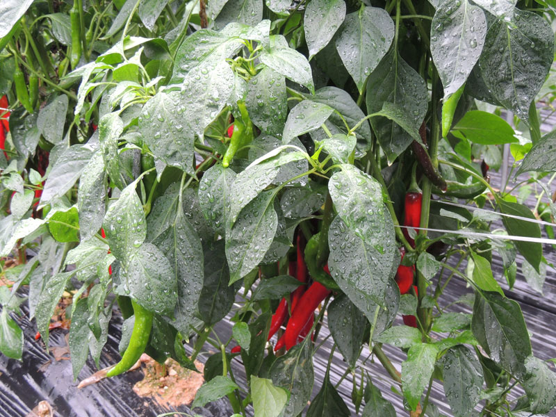 ��õ ���߿�� 2017��