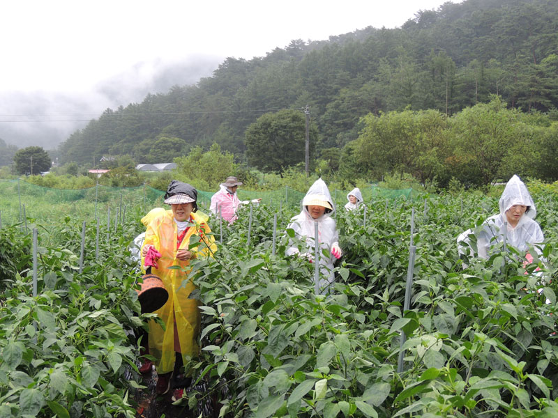 ��õ ���߿�� 2017��