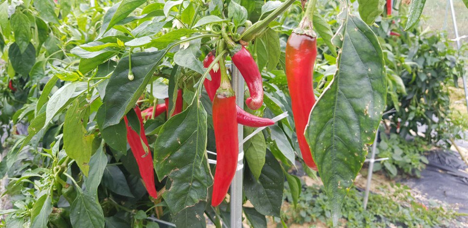 ��õ �ұ����� ������ ���߼�Ȯ(2017. 10.16)