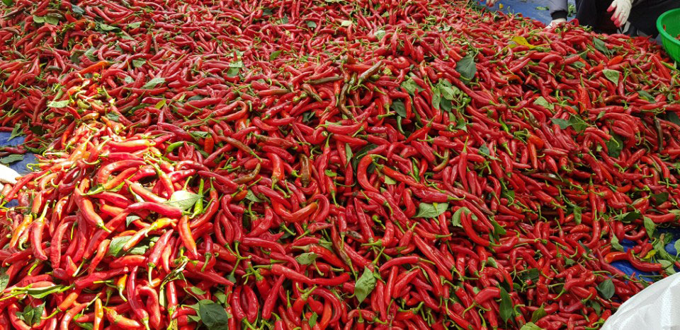 ��õ �ұ����� ������ ���߼�Ȯ(2017. 10.16)