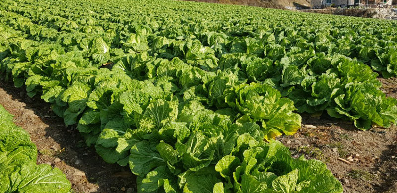 ��õ���߿�� 2017��