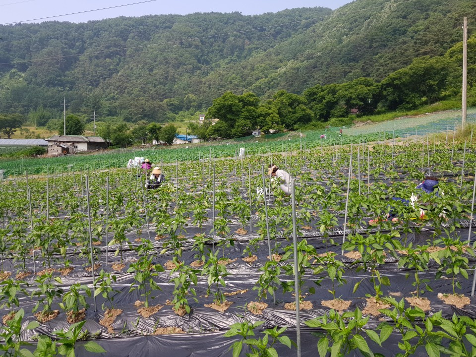 ��õ �����ٵ����� 2018��