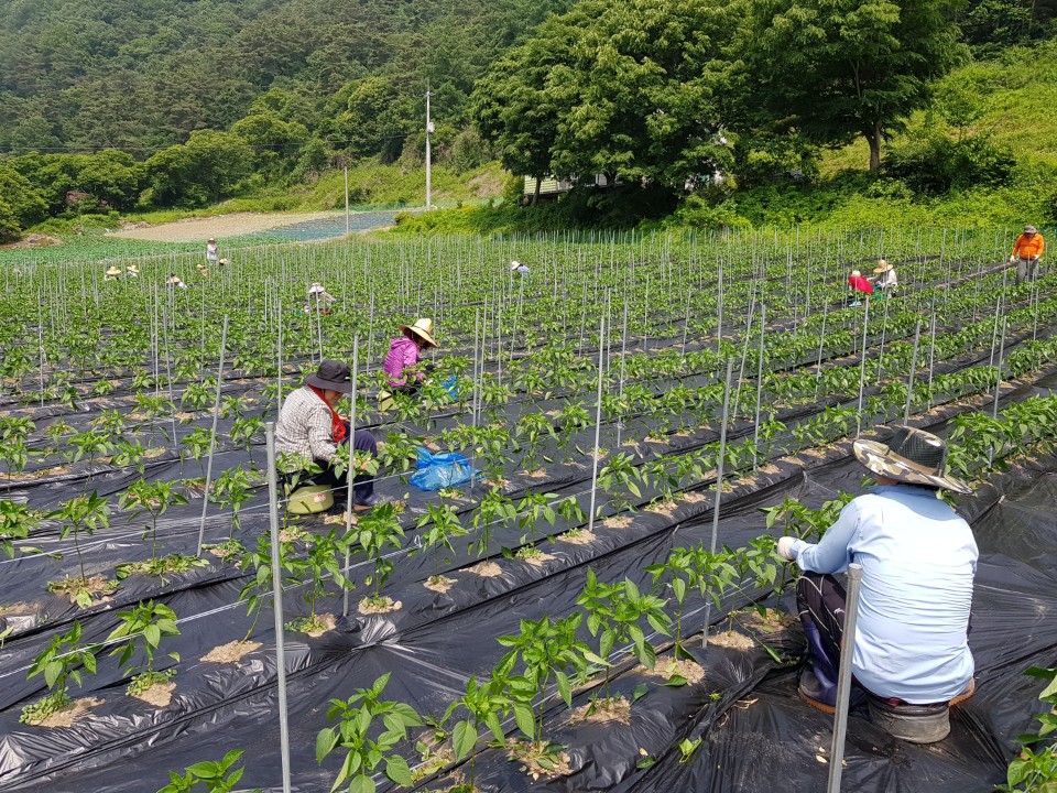 ��õ �����ٵ����� 2018��