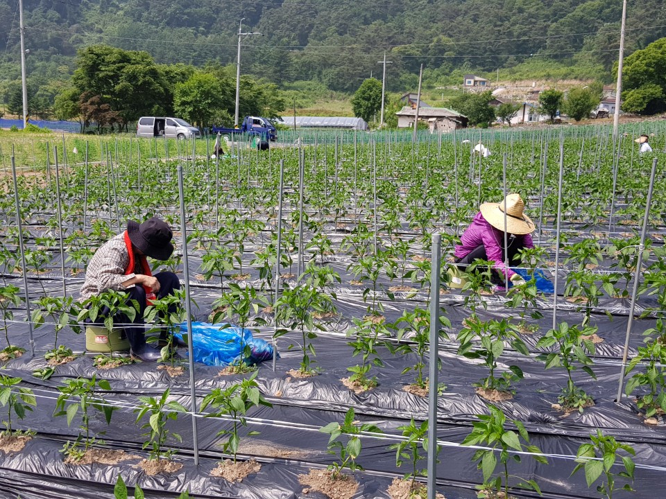 ��õ �����ٵ����� 2018��