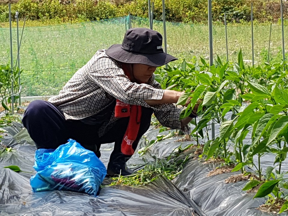 ��õ �����ٵ����� 2018��