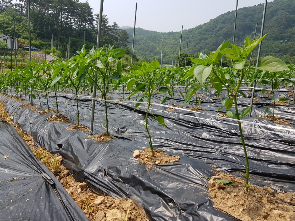 ��õ �����ٵ����� 2018��