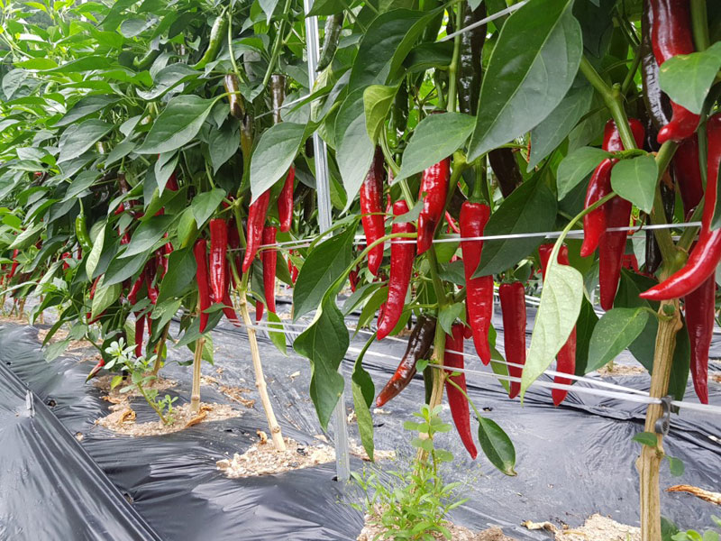 ��õ ���߿�� 2018��