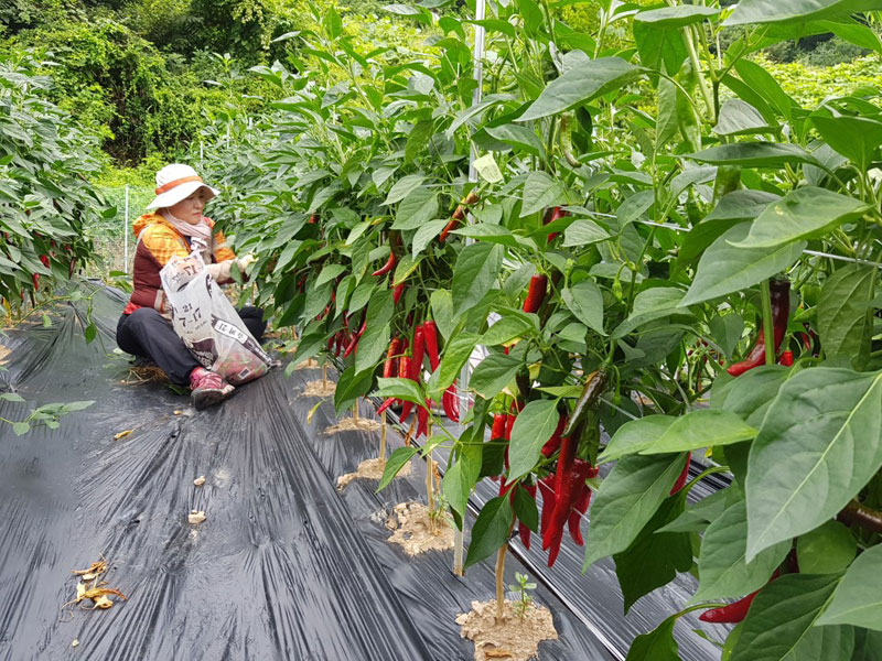 ��õ ���߿�� 2018��