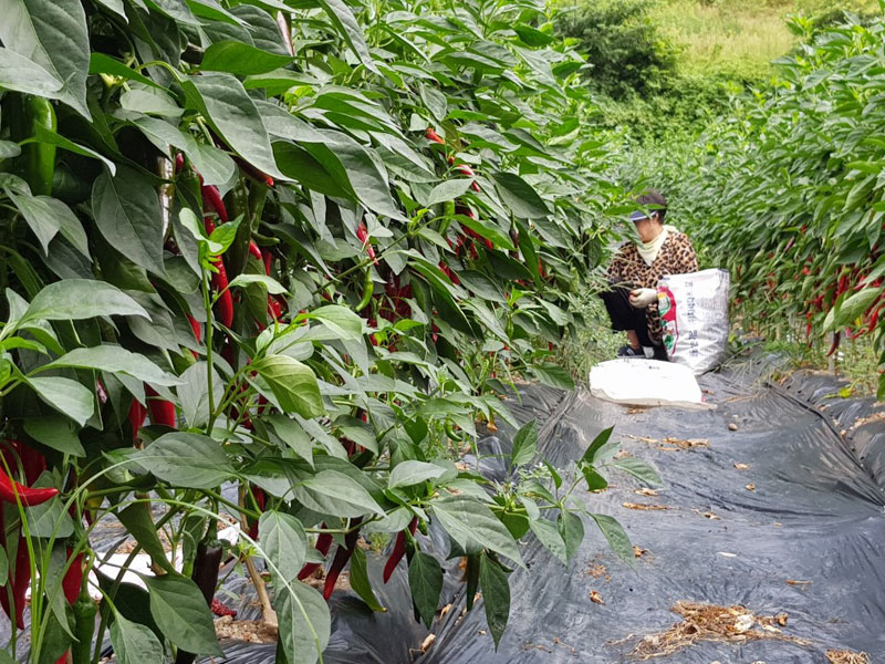 ��õ ���߿�� 2018��