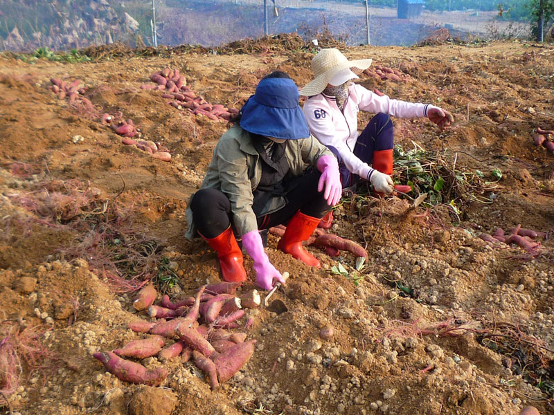 ��õ��������� 2018��