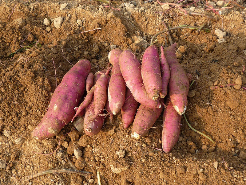 ��õ��������� 2018��