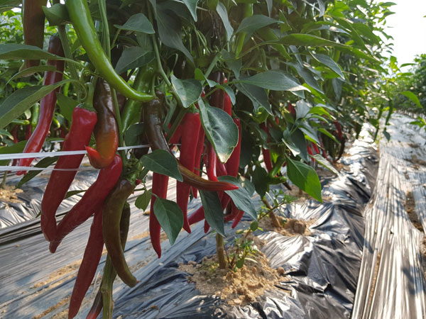 ��õ ���߿�� 2019��