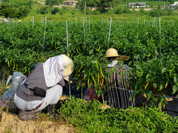 ��õ ���߿�� 2019��