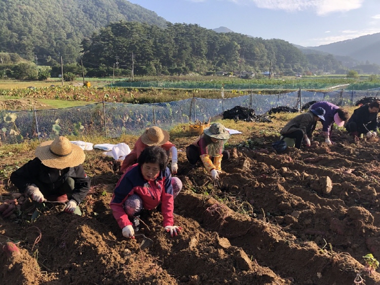 ��õ �ұ����� ������ ��Ȯ(2019�� 10��11��)