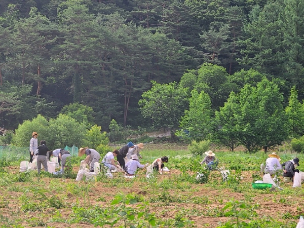 ��õ �ұ����� ���ڼ�Ȯ(2020. 7. 3)