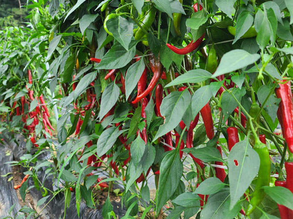 ��õ���߿�� 2020��