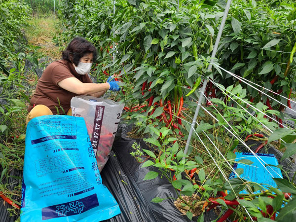 ��õ���߿�� 2020��