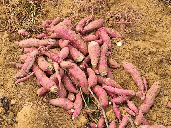 ��õ���������