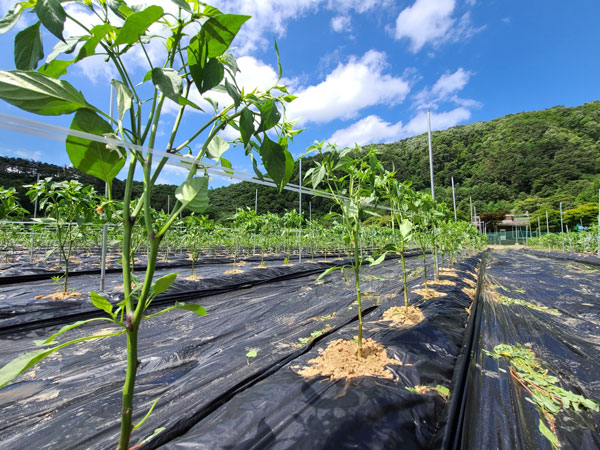 ��õ �����ٵ����� 2021��