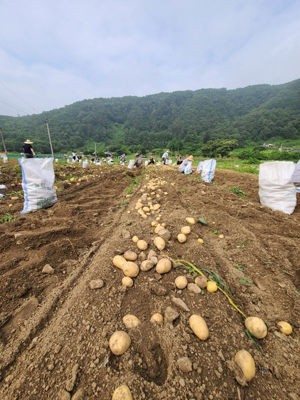 ��õ �ұ����� ���ڼ�Ȯ(2021�� 6��29��)