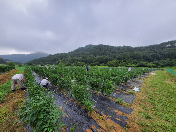 ��õ �ұ����� ���� ù ��Ȯ(2021�� 8�� 2��)