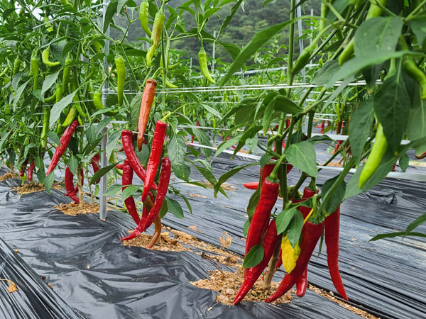 ��õ �ұ����� ���� ù ��Ȯ(2021�� 8�� 2��)