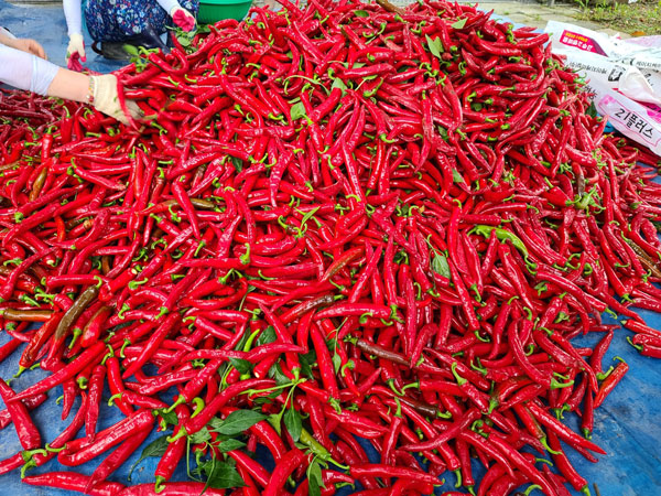 ��õ �ұ����� ���� ù ��Ȯ(2021�� 8�� 2��)