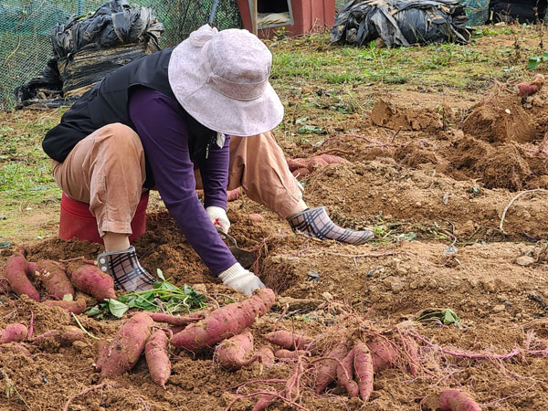 ��õ �ұ����� ������ ��Ȯ(2021�� 10�� 14��)