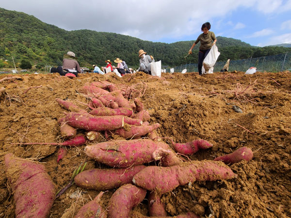 ��õ �ұ����� ������ ��Ȯ(2021�� 10�� 14��)