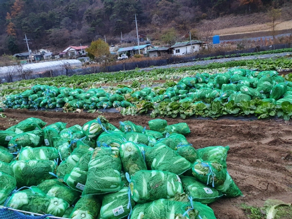 2021�� �����ױ� ���(11��11��~14��)