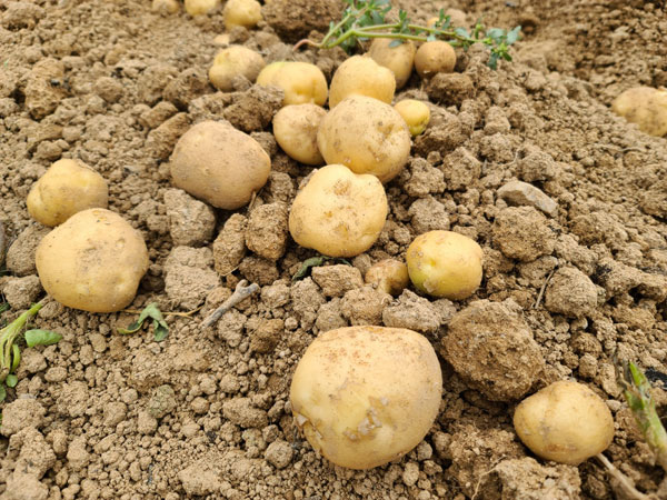 ��õ �ұ����� ���ڼ�Ȯ(2022�� 6��23��)