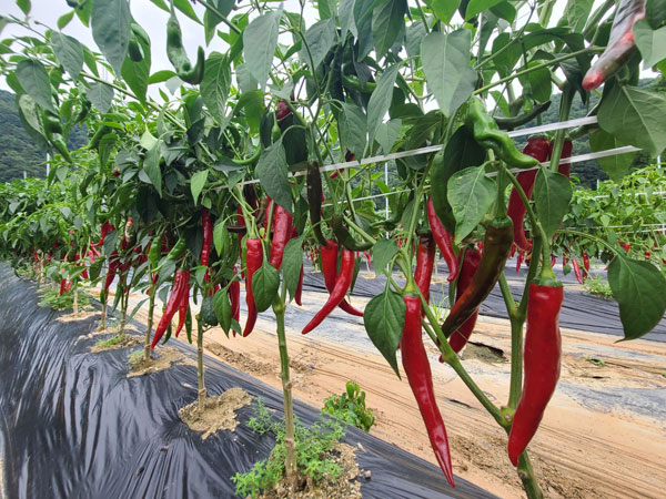 ��õ �ұ����� ���� ù ��Ȯ(2022�� 8�� 8��)