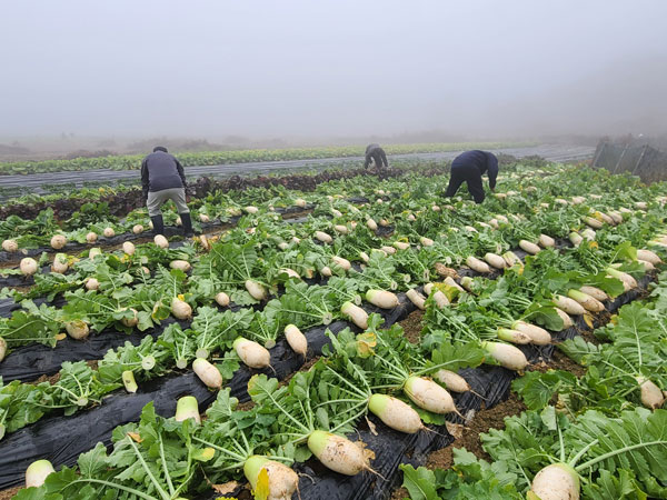 ��õ �ұ����� ���� ���߼�Ȯ(2022�� 11��16��)