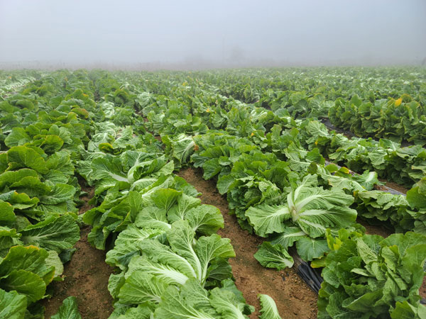 ��õ �ұ����� ���� ���߼�Ȯ(2022�� 11��16��)