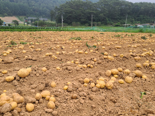 ��õ �ұ����� ���ڼ�Ȯ(2023�� 6��25��)