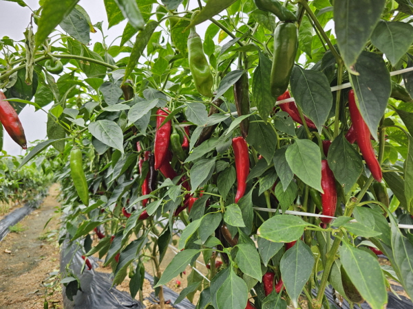 õ ұ ߼Ȯ(2023 9 1)