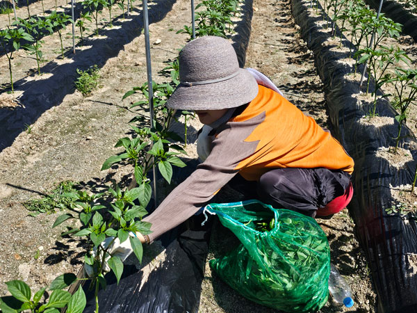 õ ұ  ġ  (2024 6 3)