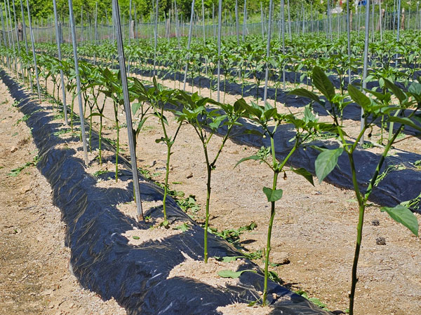 õ ұ  ġ  (2024 6 3)